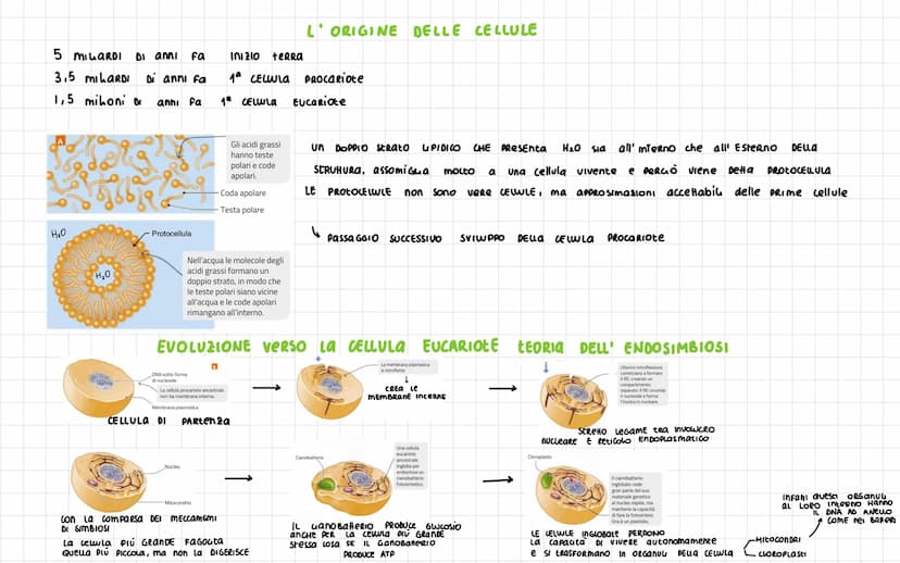-
Nel 1665 ROBERT HOOKE
SCOPRI La CELLULA
Diametro CELLULA 1
VOLUME cellula
La
La Dimensione Dena CELLULa è umitata DAL RAPPORTO
tra SUPERFI