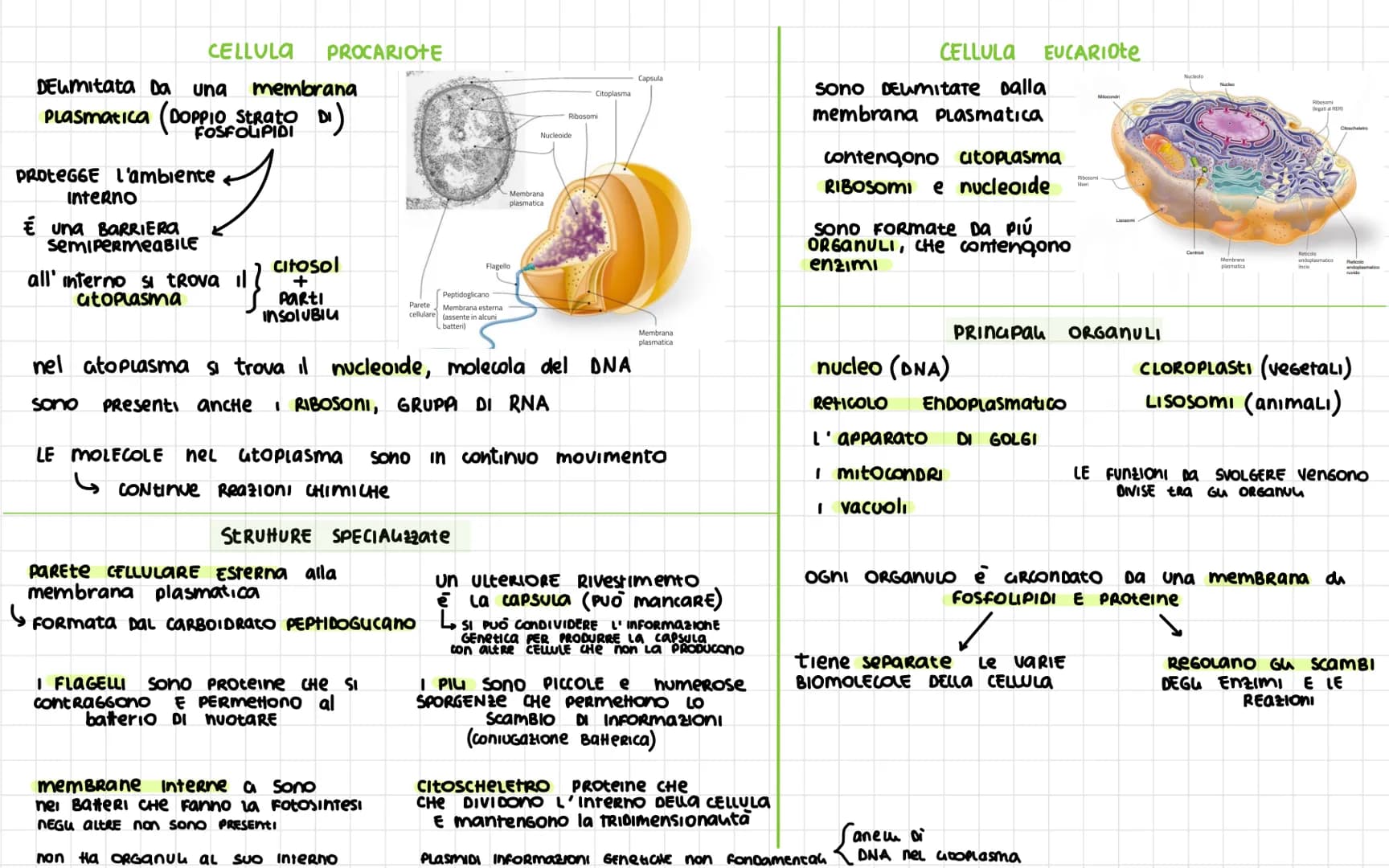 -
Nel 1665 ROBERT HOOKE
SCOPRI La CELLULA
Diametro CELLULA 1
VOLUME cellula
La
La Dimensione Dena CELLULa è umitata DAL RAPPORTO
tra SUPERFI