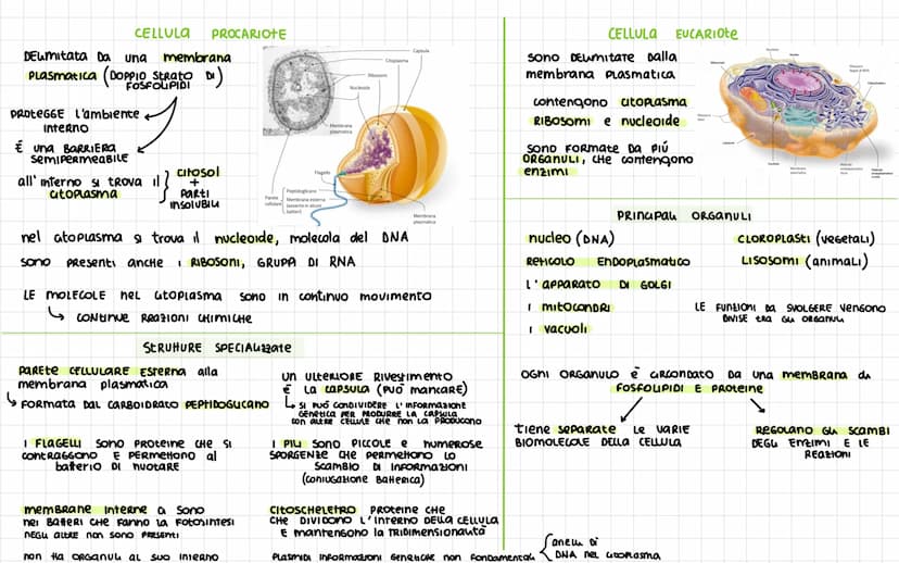 -
Nel 1665 ROBERT HOOKE
SCOPRI La CELLULA
Diametro CELLULA 1
VOLUME cellula
La
La Dimensione Dena CELLULa è umitata DAL RAPPORTO
tra SUPERFI