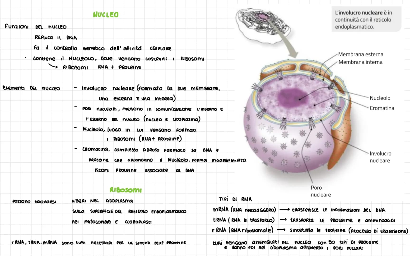 -
Nel 1665 ROBERT HOOKE
SCOPRI La CELLULA
Diametro CELLULA 1
VOLUME cellula
La
La Dimensione Dena CELLULa è umitata DAL RAPPORTO
tra SUPERFI