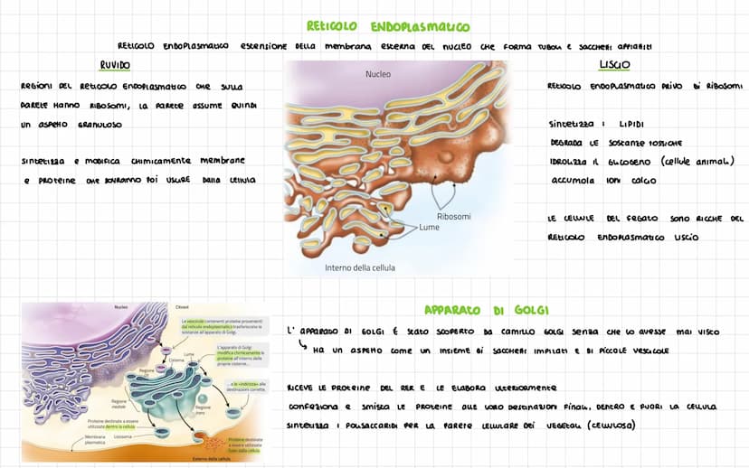 -
Nel 1665 ROBERT HOOKE
SCOPRI La CELLULA
Diametro CELLULA 1
VOLUME cellula
La
La Dimensione Dena CELLULa è umitata DAL RAPPORTO
tra SUPERFI