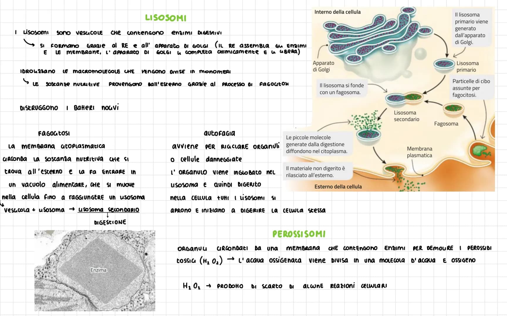 -
Nel 1665 ROBERT HOOKE
SCOPRI La CELLULA
Diametro CELLULA 1
VOLUME cellula
La
La Dimensione Dena CELLULa è umitata DAL RAPPORTO
tra SUPERFI