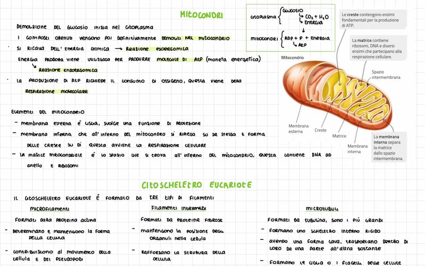 -
Nel 1665 ROBERT HOOKE
SCOPRI La CELLULA
Diametro CELLULA 1
VOLUME cellula
La
La Dimensione Dena CELLULa è umitata DAL RAPPORTO
tra SUPERFI