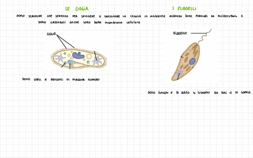 -
Nel 1665 ROBERT HOOKE
SCOPRI La CELLULA
Diametro CELLULA 1
VOLUME cellula
La
La Dimensione Dena CELLULa è umitata DAL RAPPORTO
tra SUPERFI