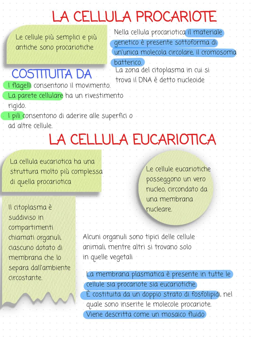 LE CARATTERISTICHE GENERALI DELLE CELLULE
Nella seconda metà del Seicento Hooke poté
osservare al microscopio delle fettine di
sughero e not