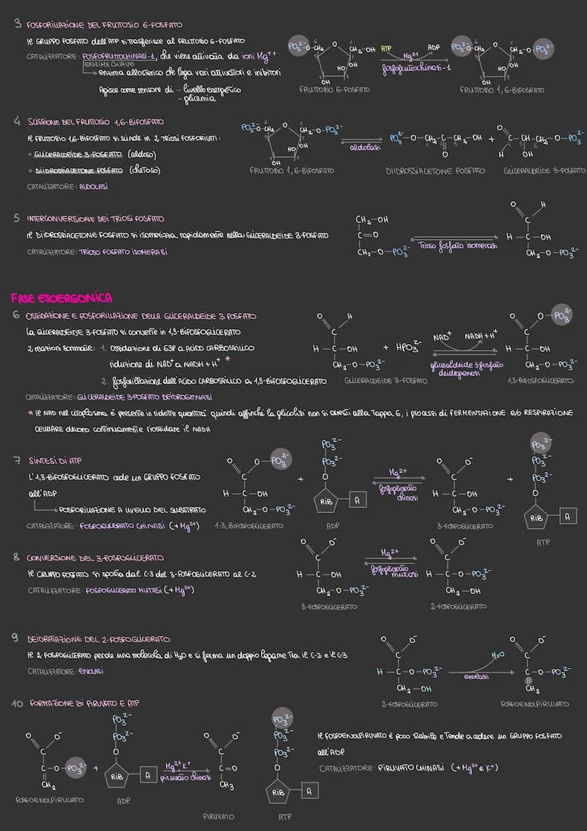 Il metabolismo energetica
VIA METABOLICA → sequenza delle REAZIONI CHIMICHE che hanno la funzione di:
› si trasforma l'ENERGIA WHINOSA in EN