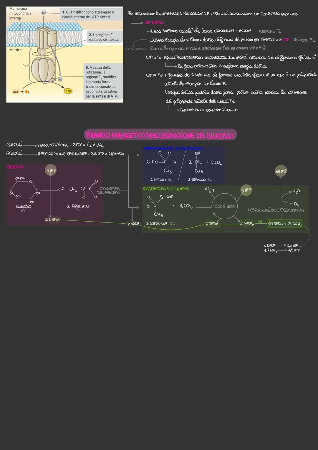 Il metabolismo energetica
VIA METABOLICA → sequenza delle REAZIONI CHIMICHE che hanno la funzione di:
› si trasforma l'ENERGIA WHINOSA in EN