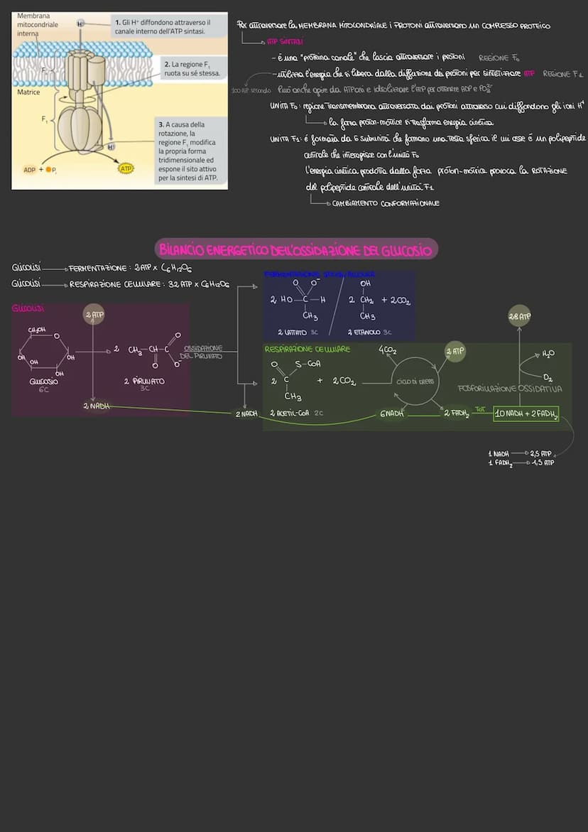 Il metabolismo energetica
VIA METABOLICA → sequenza delle REAZIONI CHIMICHE che hanno la funzione di:
› si trasforma l'ENERGIA WHINOSA in EN