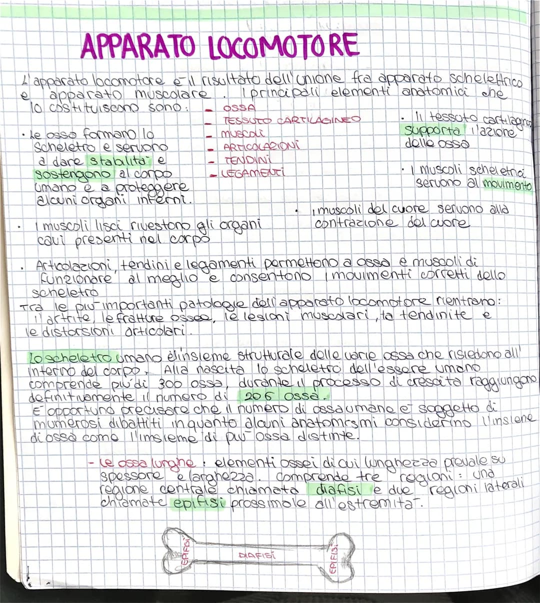 APPARATO LOCOMOTORE
apparato locomotore è il risultato dell' unione fra apparato schelettrico
apparato muscolare I principali elementi anato