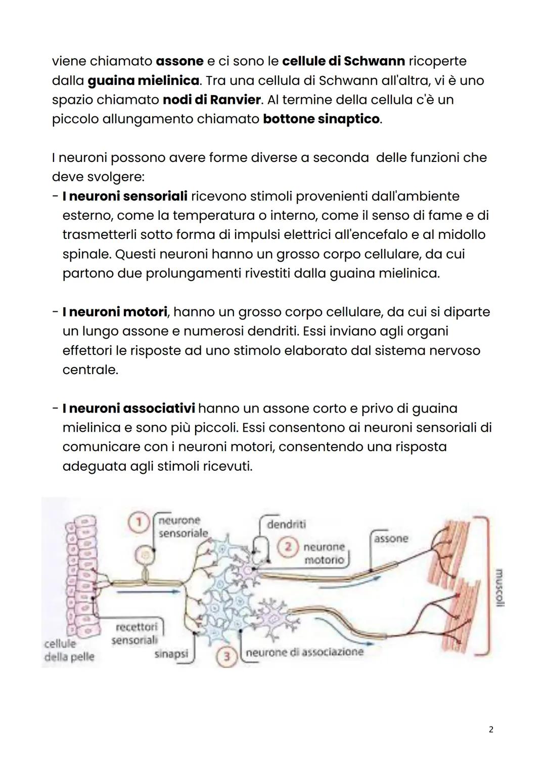 Cellula nervosa
Il sistema nervoso è l'insieme degli organi e delle strutture che
permettono di trasmettere segnali tra le diverse parti del