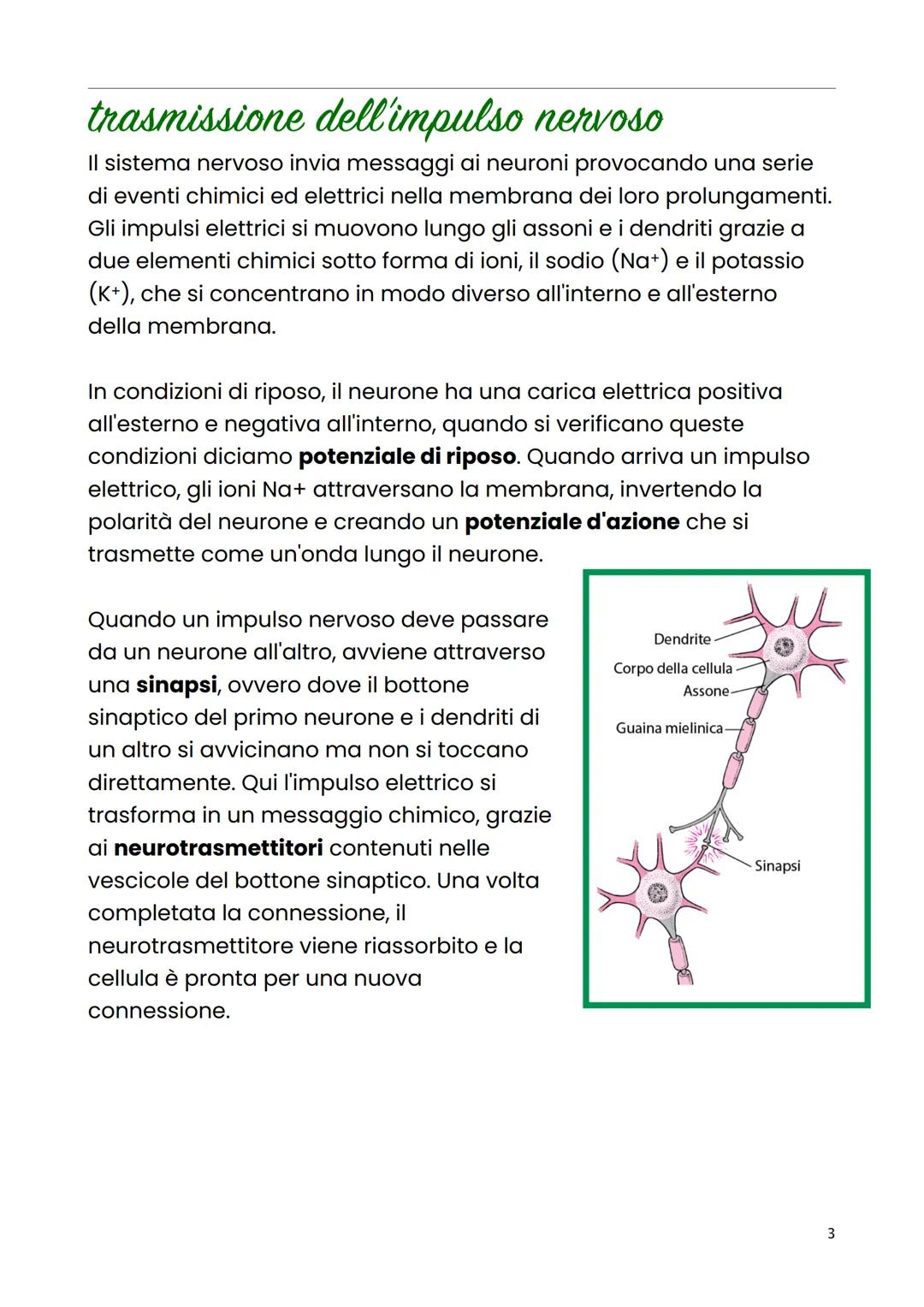 Cellula nervosa
Il sistema nervoso è l'insieme degli organi e delle strutture che
permettono di trasmettere segnali tra le diverse parti del