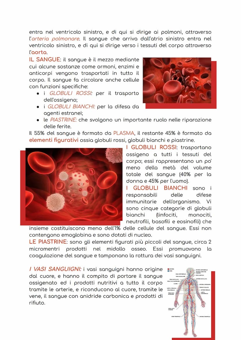 APPARATO CARDIOCIRCOLATORIO
L'apparato cardiocircolatorio è costituito da:
1. cuore: ha la funzione di pompare il sangue in circolo;
2. sang