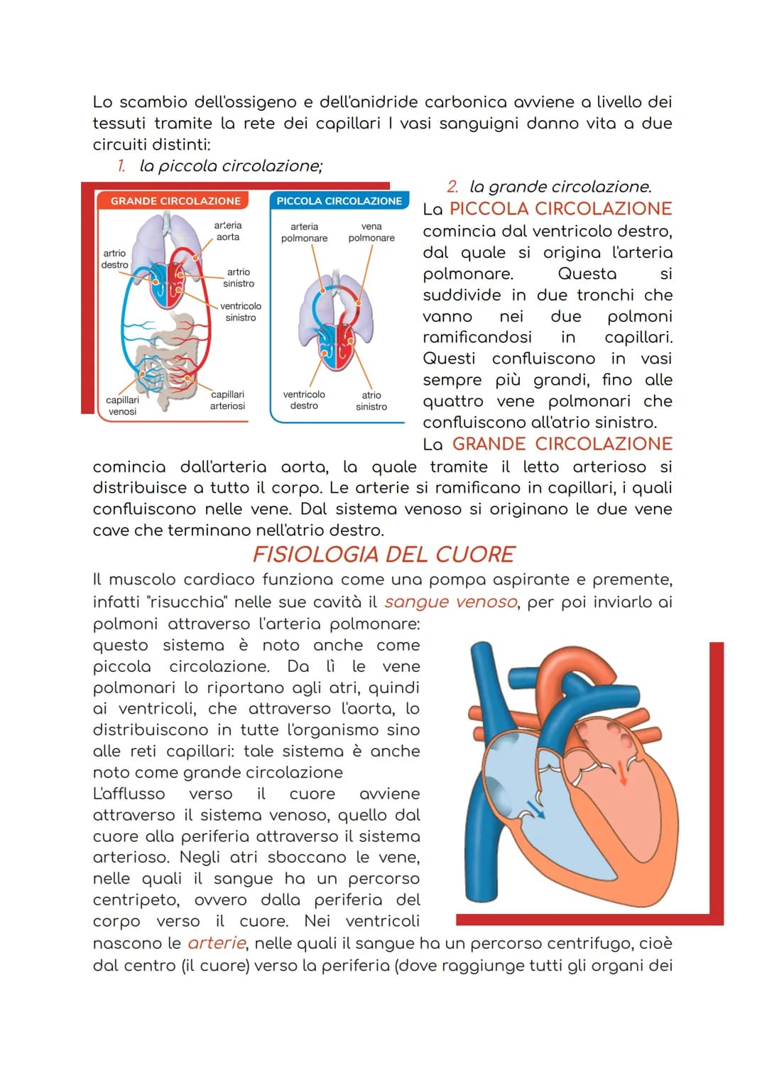 APPARATO CARDIOCIRCOLATORIO
L'apparato cardiocircolatorio è costituito da:
1. cuore: ha la funzione di pompare il sangue in circolo;
2. sang