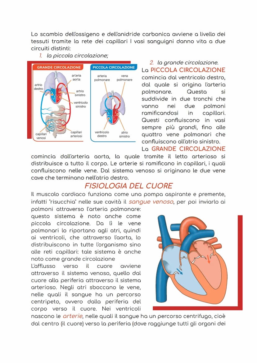 APPARATO CARDIOCIRCOLATORIO
L'apparato cardiocircolatorio è costituito da:
1. cuore: ha la funzione di pompare il sangue in circolo;
2. sang