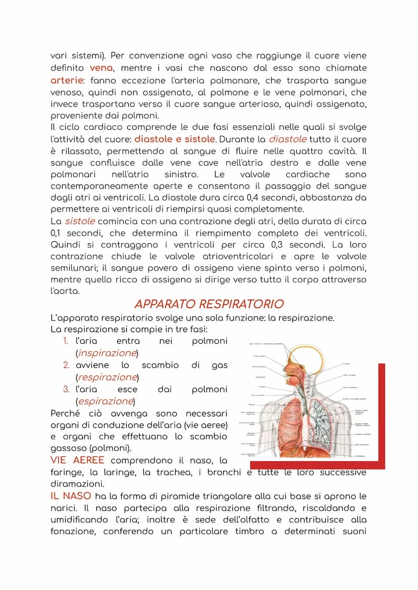 APPARATO CARDIOCIRCOLATORIO
L'apparato cardiocircolatorio è costituito da:
1. cuore: ha la funzione di pompare il sangue in circolo;
2. sang