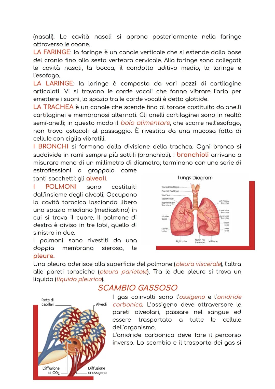 APPARATO CARDIOCIRCOLATORIO
L'apparato cardiocircolatorio è costituito da:
1. cuore: ha la funzione di pompare il sangue in circolo;
2. sang