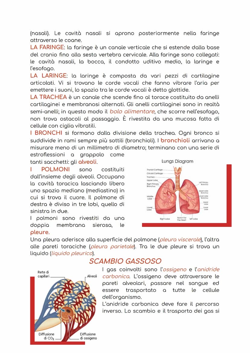 APPARATO CARDIOCIRCOLATORIO
L'apparato cardiocircolatorio è costituito da:
1. cuore: ha la funzione di pompare il sangue in circolo;
2. sang