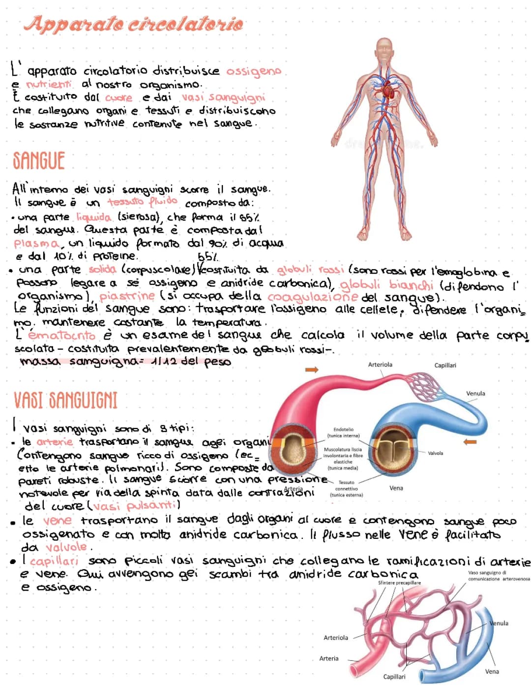 Apparato Cardiocircolatorio: Riassunto e Schema per Bambini