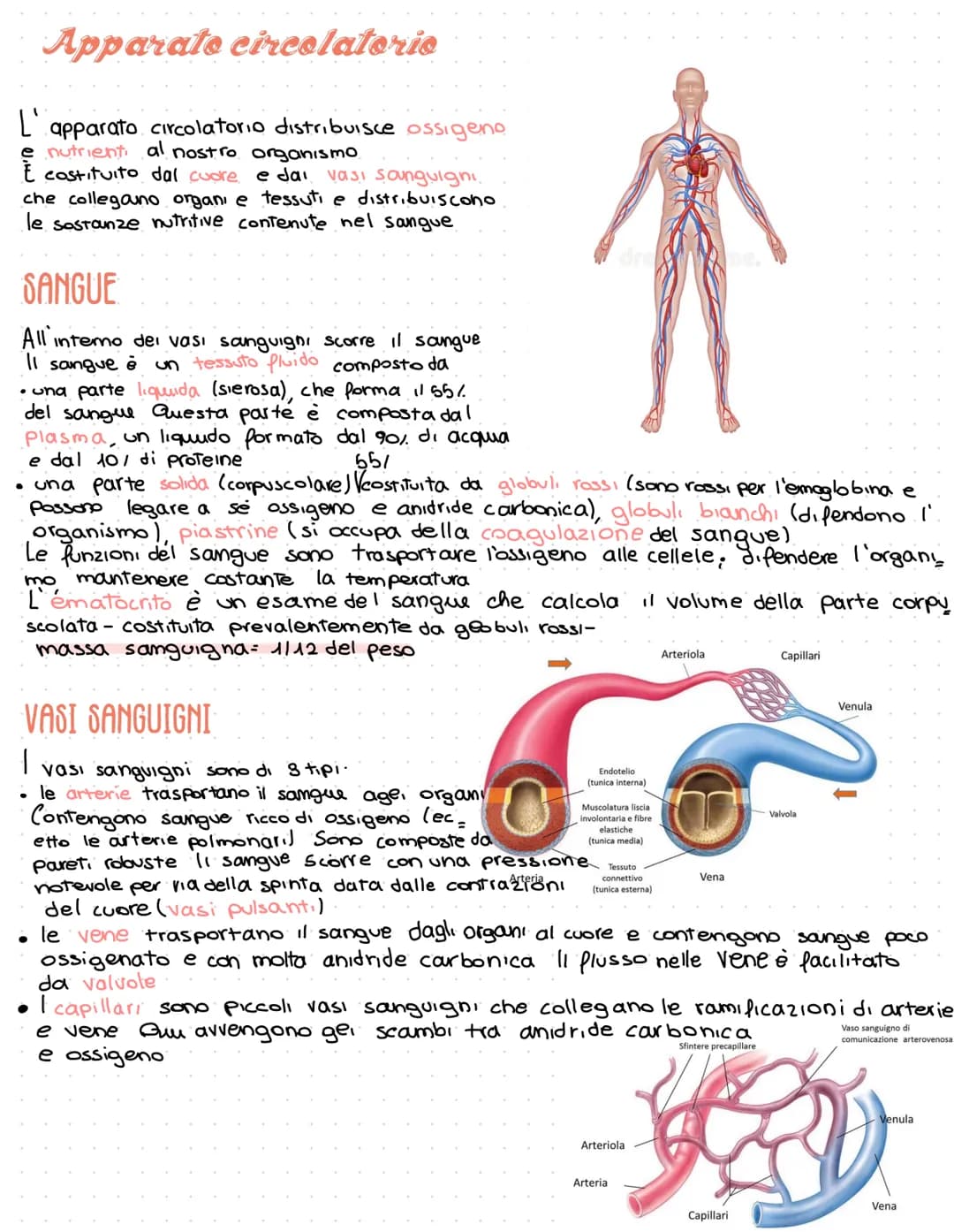 Apparato circolatorio
L' apparato circolatorio distribuisce ossigeno
e nutrienti al nostro organismo.
E costituito dal cuore e dai vasi sang