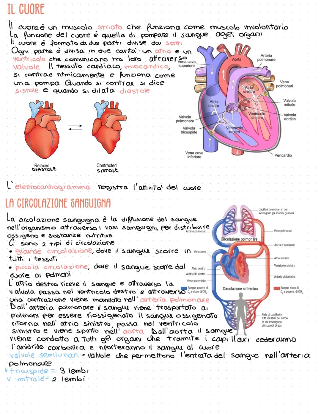 Apparato circolatorio
L' apparato circolatorio distribuisce ossigeno
e nutrienti al nostro organismo.
E costituito dal cuore e dai vasi sang