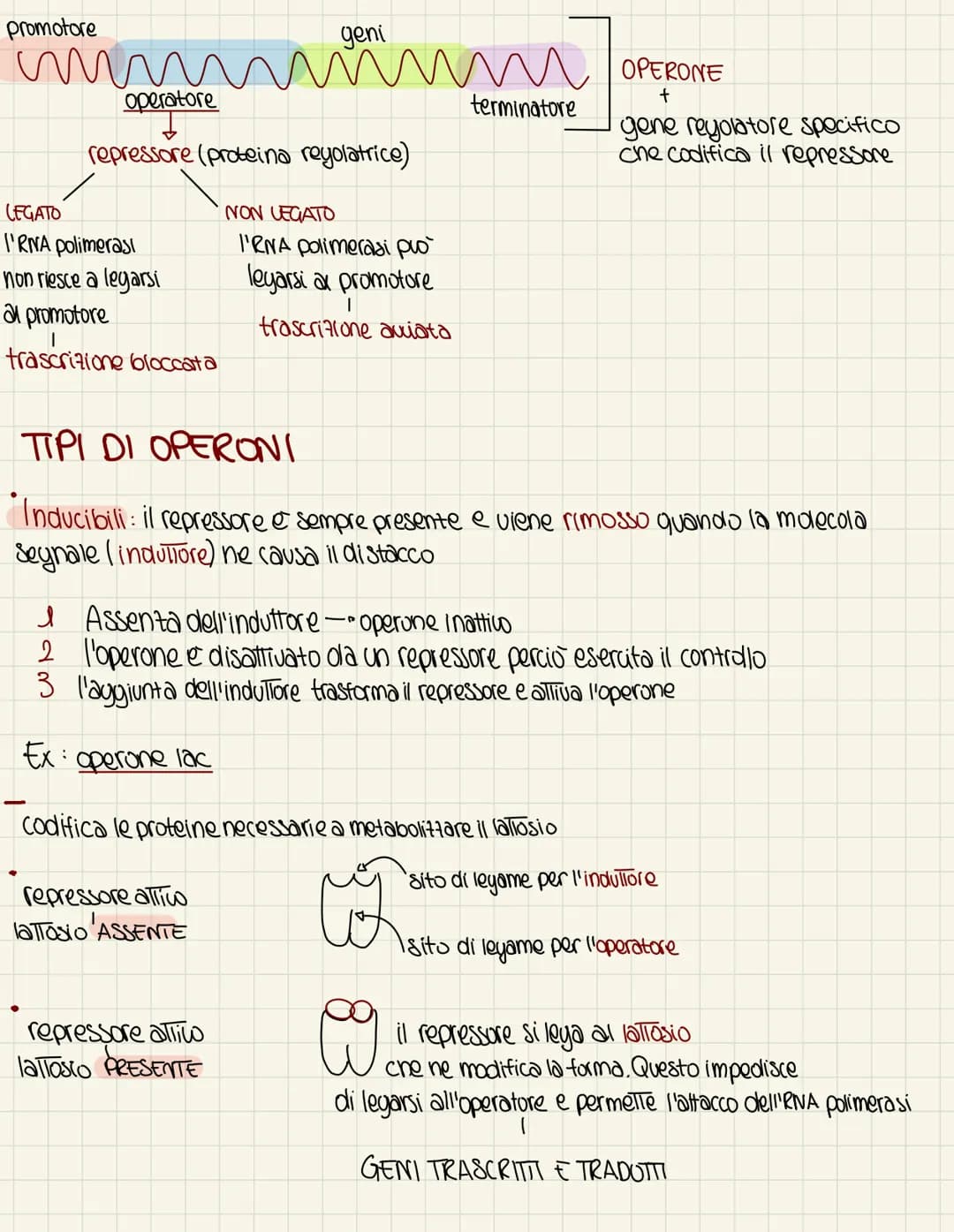 IL GENDMA PROCARIOTE
nel 1995 VENTER e SMITH sequentiano il primo genoma completo di un organismo
procariote
PICCOLI
Unico cromosoma circola