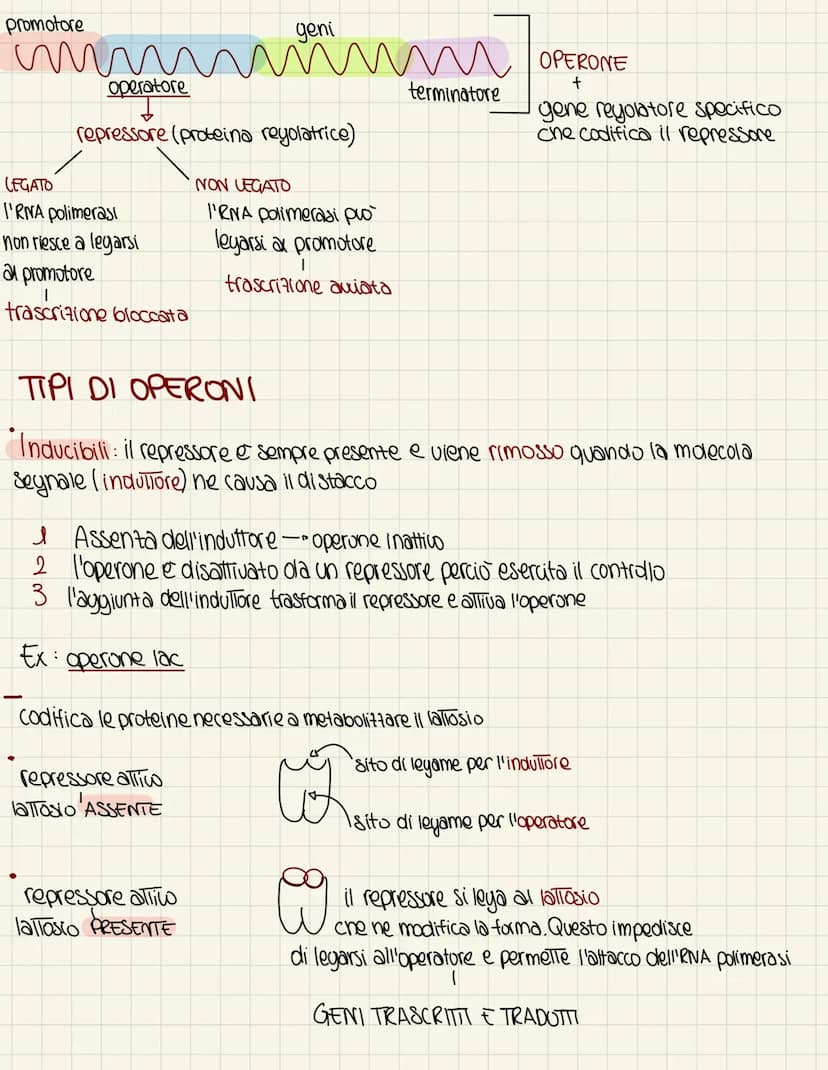 IL GENDMA PROCARIOTE
nel 1995 VENTER e SMITH sequentiano il primo genoma completo di un organismo
procariote
PICCOLI
Unico cromosoma circola