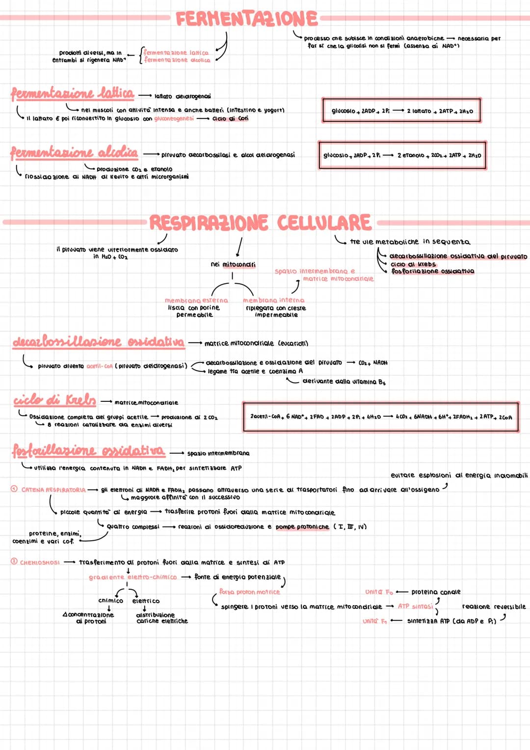 REAZIONI REDOX
METABOLISMO ENERGETICO
forma alone ai molecole più complesse anabolica
endoergonico
degradazione in molecole più semplici-cat