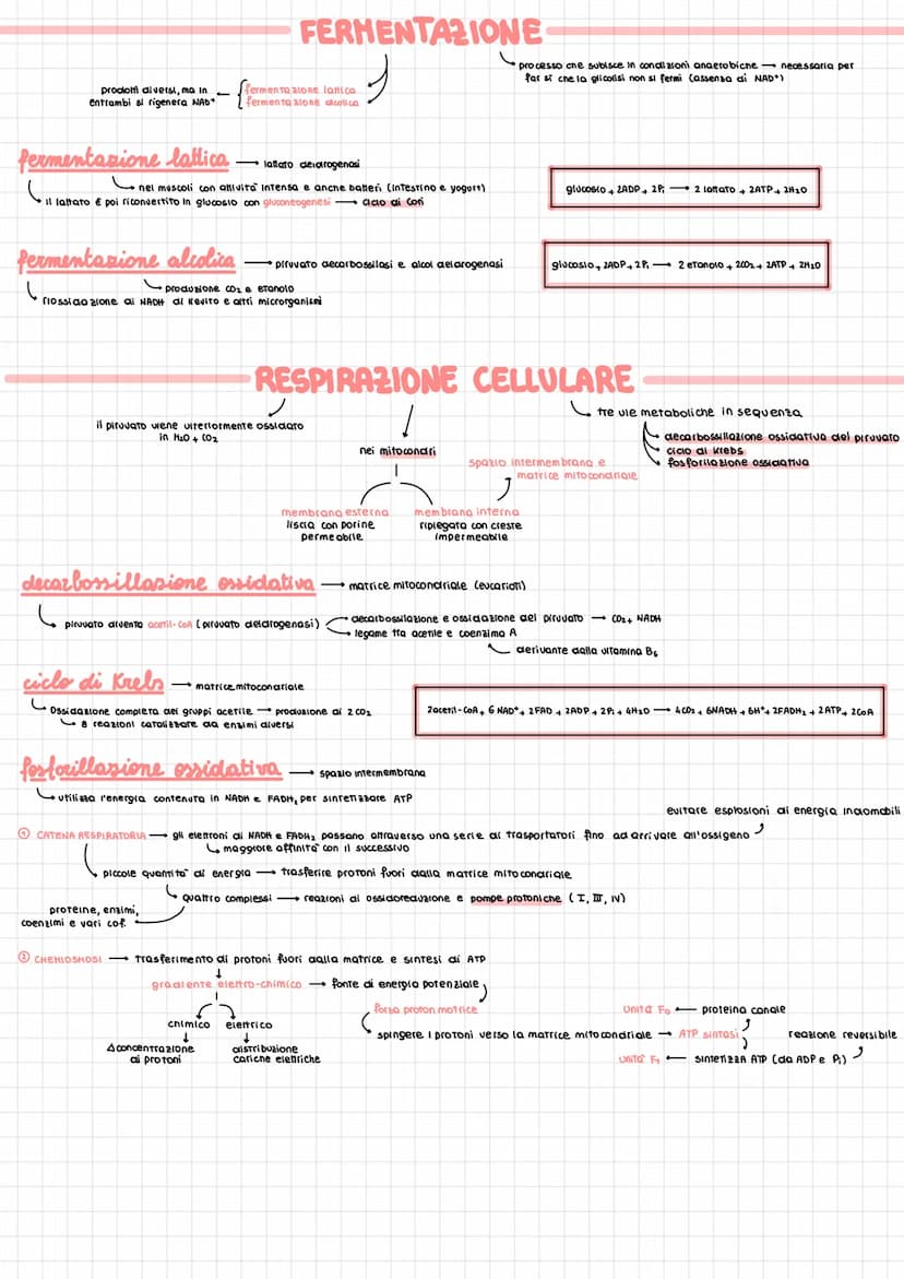 REAZIONI REDOX
METABOLISMO ENERGETICO
forma alone ai molecole più complesse anabolica
endoergonico
degradazione in molecole più semplici-cat