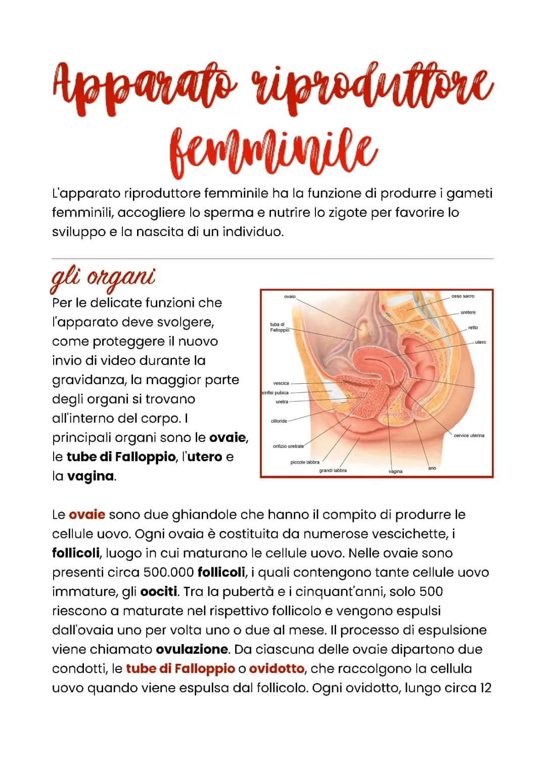 Apparato riproduttore femminile