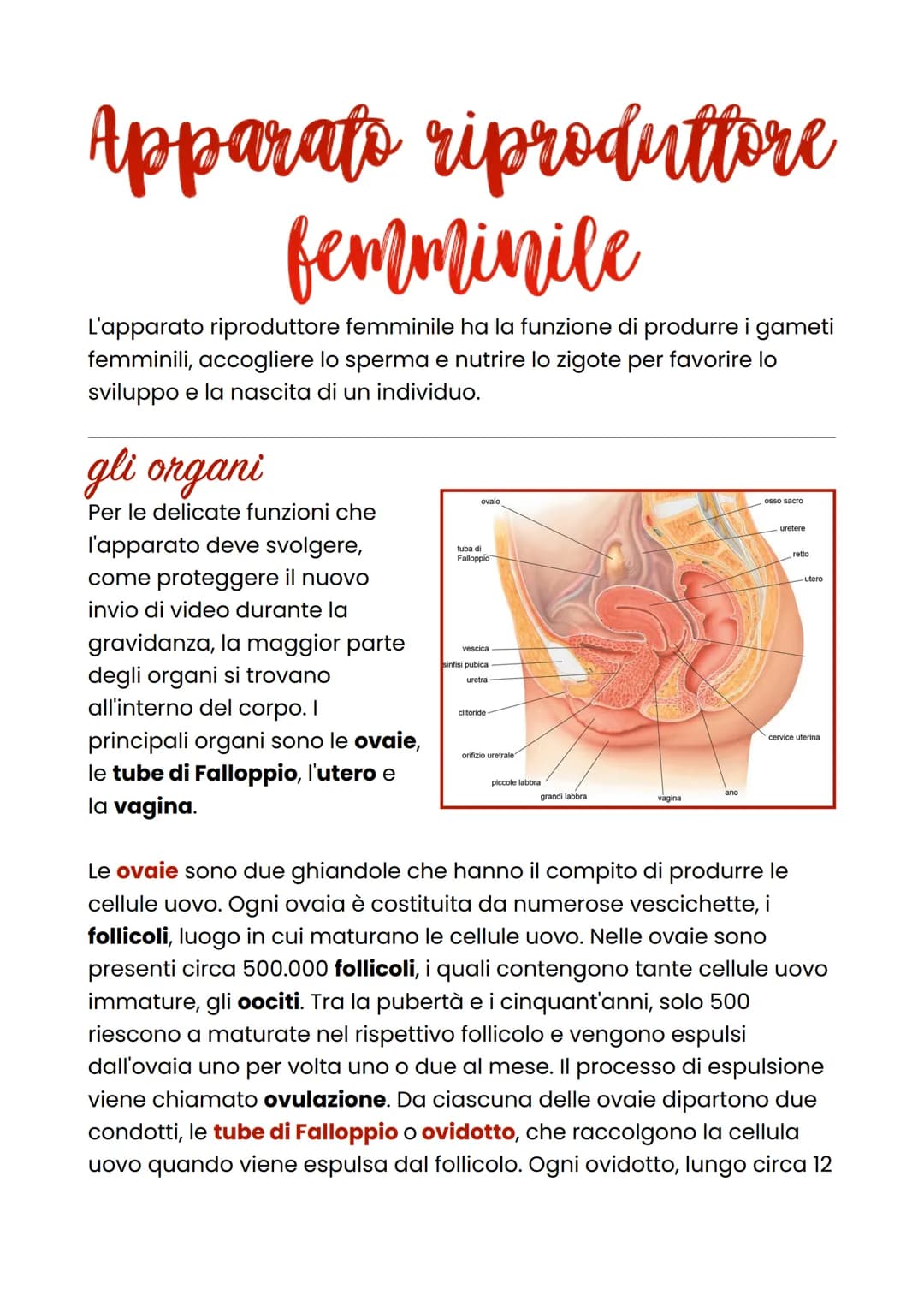 Apparato riproduttore
femminile
L'apparato riproduttore femminile ha la funzione di produrre i gameti
femminili, accogliere lo sperma e nutr