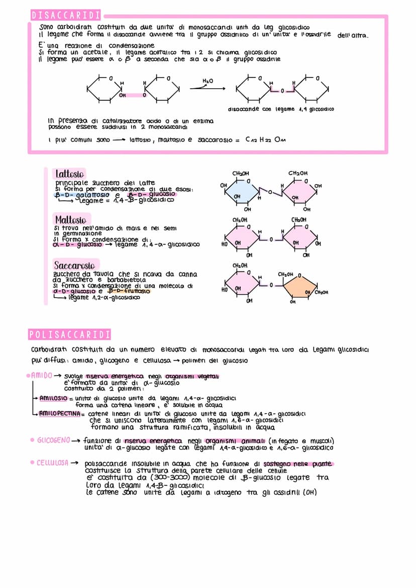 BIOMOLECOLE
le biomolecole formano le cellule e sono le protagoniste del metabolismo cellulare
SI Suddividono in 4 classi fondamentall
CARBO