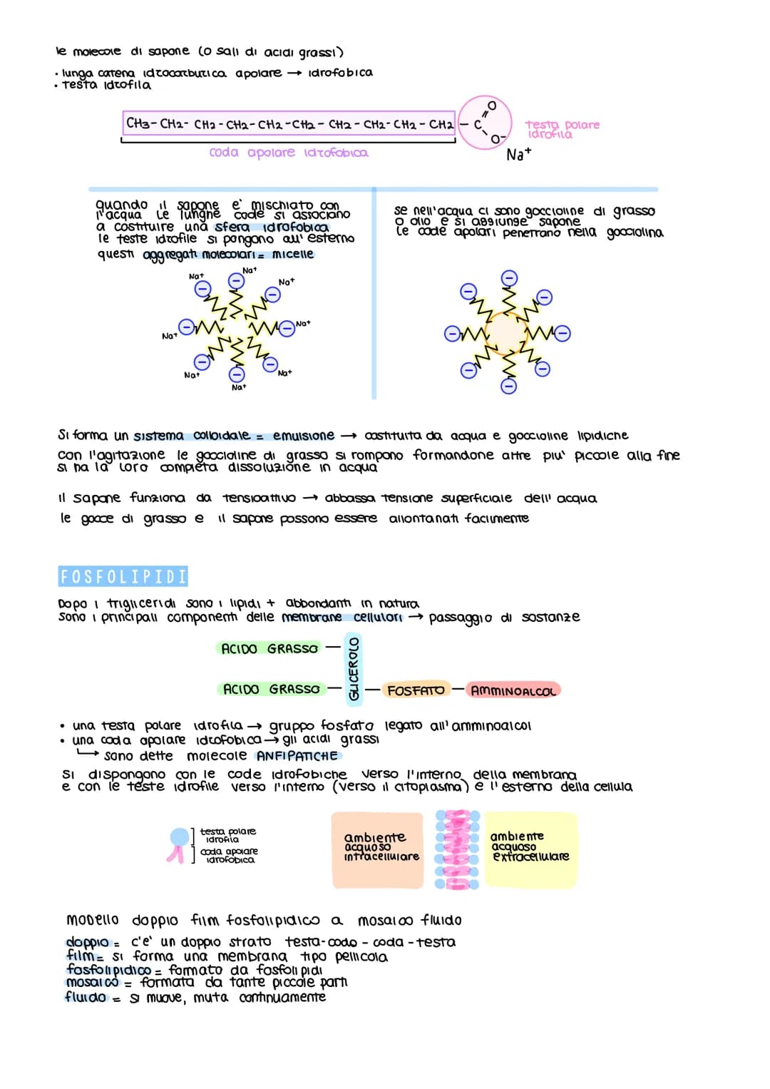 BIOMOLECOLE
le biomolecole formano le cellule e sono le protagoniste del metabolismo cellulare
SI Suddividono in 4 classi fondamentall
CARBO