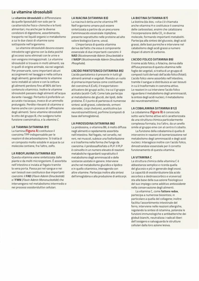 BIOMOLECOLE
le biomolecole formano le cellule e sono le protagoniste del metabolismo cellulare
SI Suddividono in 4 classi fondamentall
CARBO