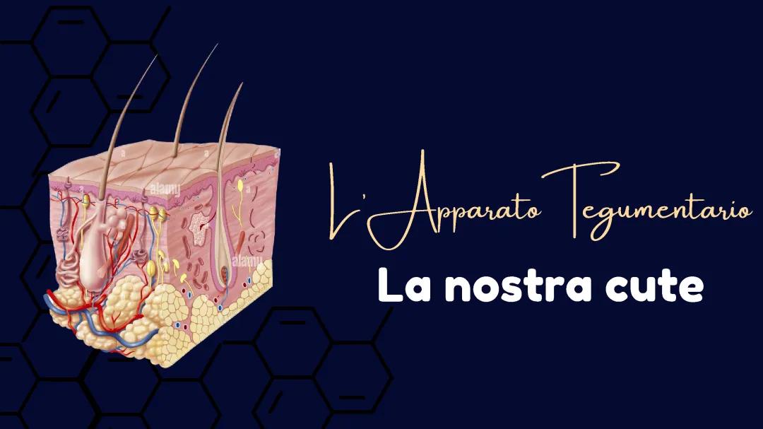 Introduzione all'Apparato Tegumentario