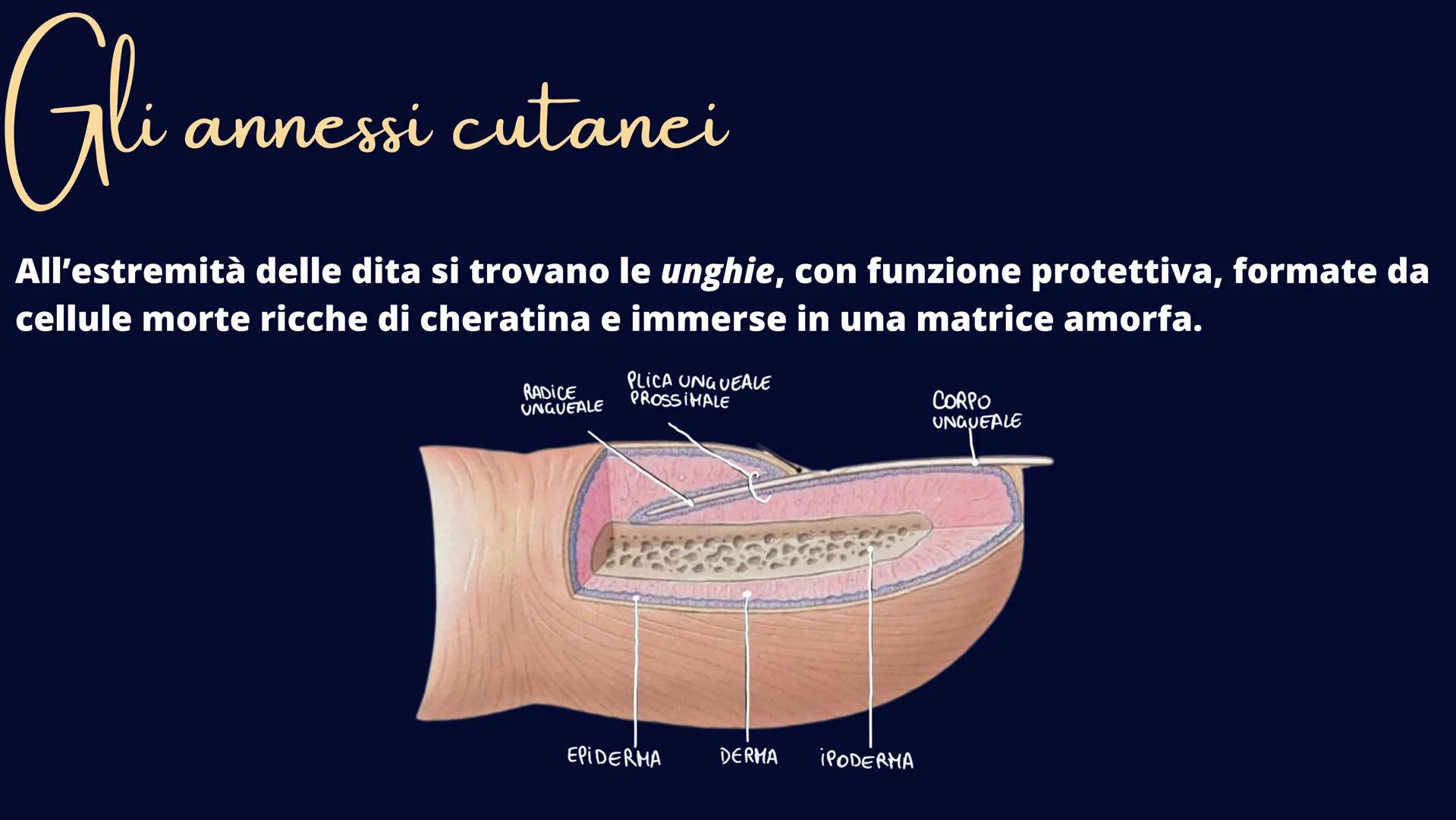 alamy
xn
Ve
alamu
L'Apparato Tegumentaria
La nostra cute Il tessuto epiteliale
Il tessuto epiteliale svolge le funzioni di rivestimento, pro