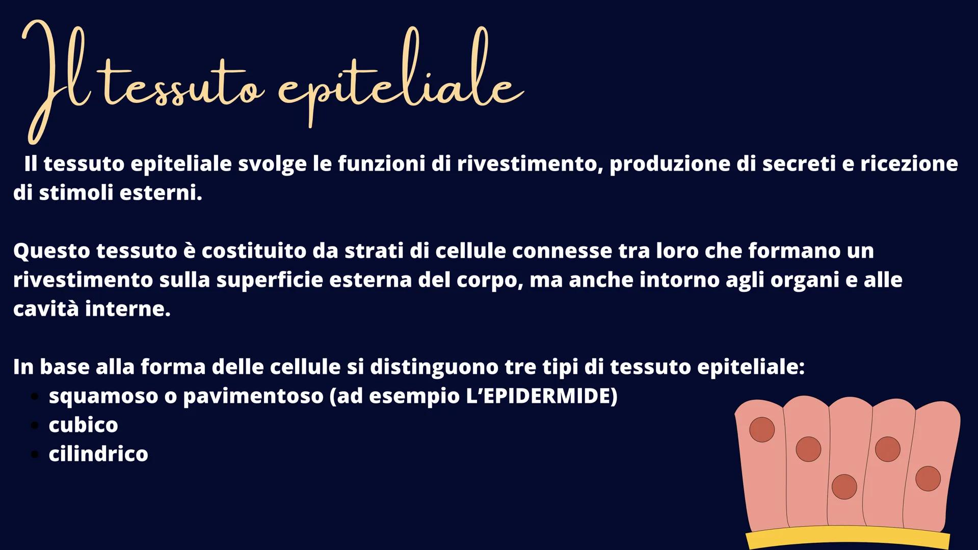 alamy
xn
Ve
alamu
L'Apparato Tegumentaria
La nostra cute Il tessuto epiteliale
Il tessuto epiteliale svolge le funzioni di rivestimento, pro