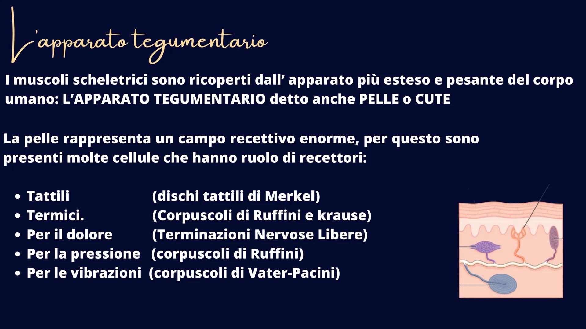 alamy
xn
Ve
alamu
L'Apparato Tegumentaria
La nostra cute Il tessuto epiteliale
Il tessuto epiteliale svolge le funzioni di rivestimento, pro