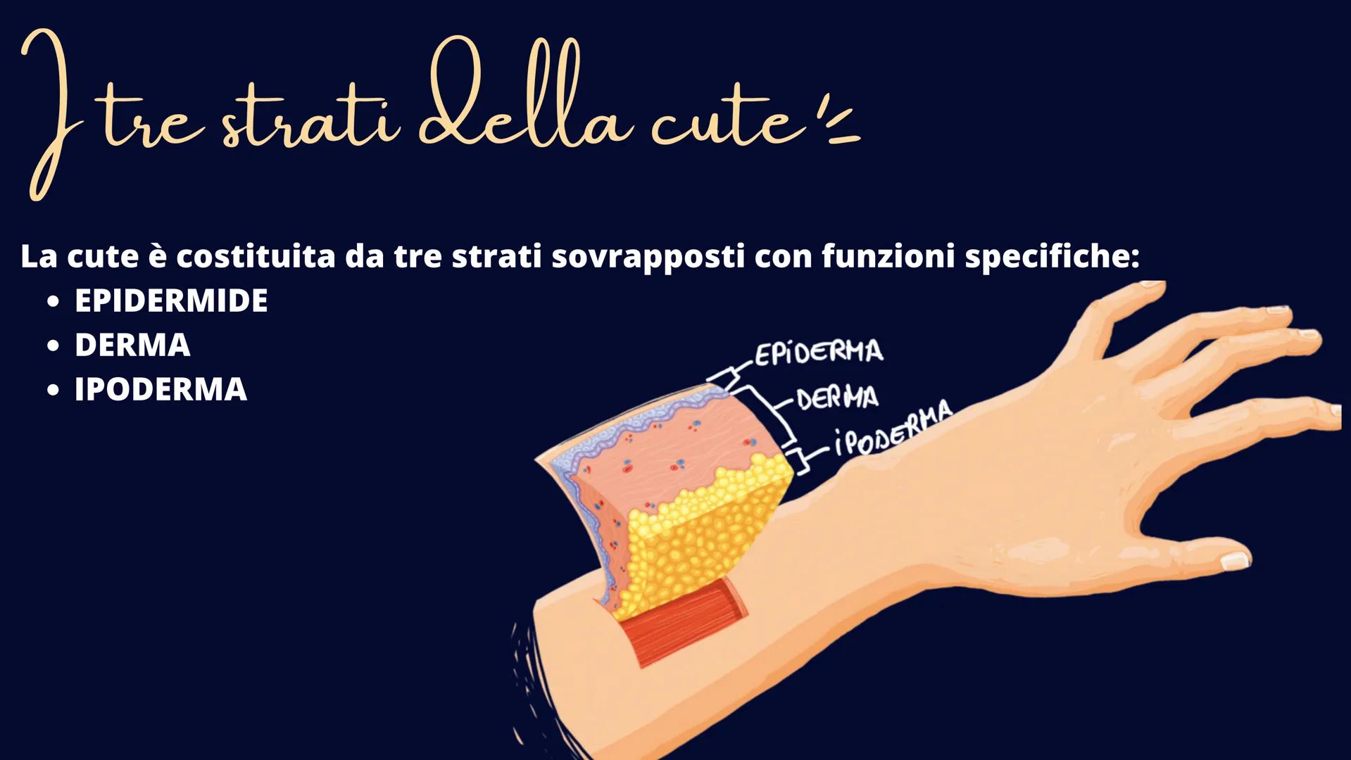 alamy
xn
Ve
alamu
L'Apparato Tegumentaria
La nostra cute Il tessuto epiteliale
Il tessuto epiteliale svolge le funzioni di rivestimento, pro