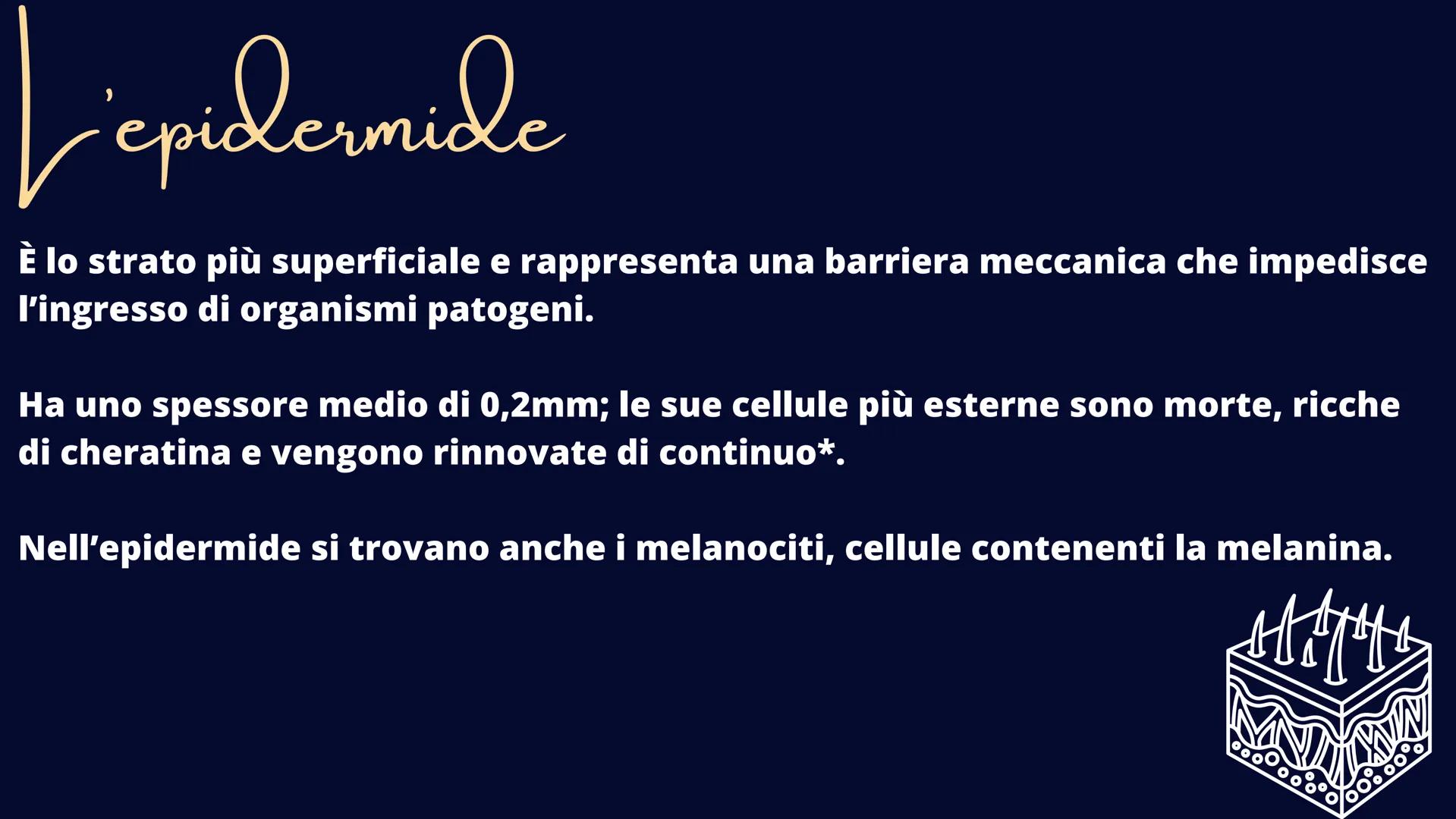 alamy
xn
Ve
alamu
L'Apparato Tegumentaria
La nostra cute Il tessuto epiteliale
Il tessuto epiteliale svolge le funzioni di rivestimento, pro