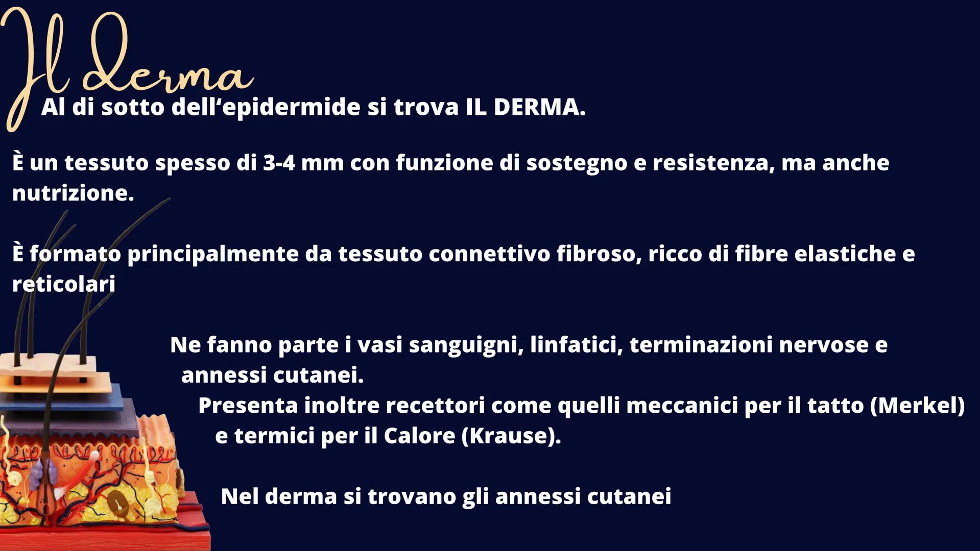 alamy
xn
Ve
alamu
L'Apparato Tegumentaria
La nostra cute Il tessuto epiteliale
Il tessuto epiteliale svolge le funzioni di rivestimento, pro