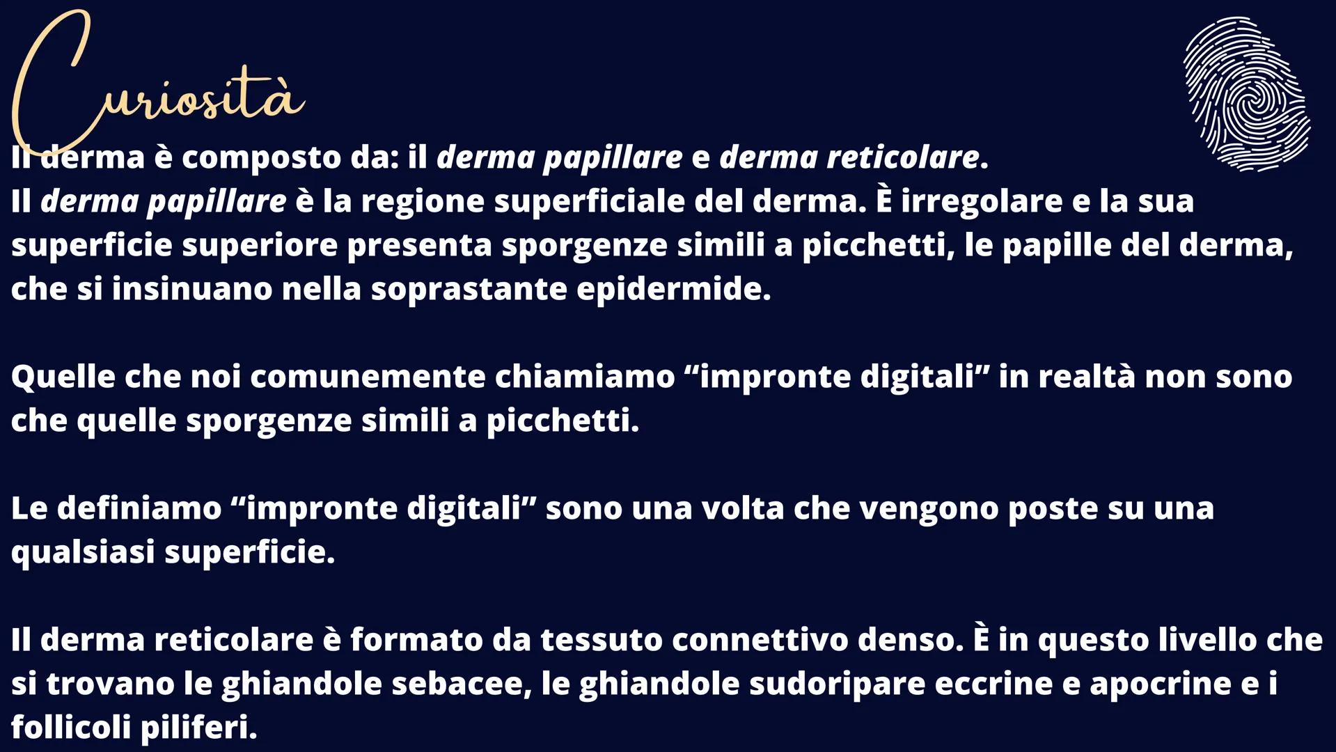 alamy
xn
Ve
alamu
L'Apparato Tegumentaria
La nostra cute Il tessuto epiteliale
Il tessuto epiteliale svolge le funzioni di rivestimento, pro