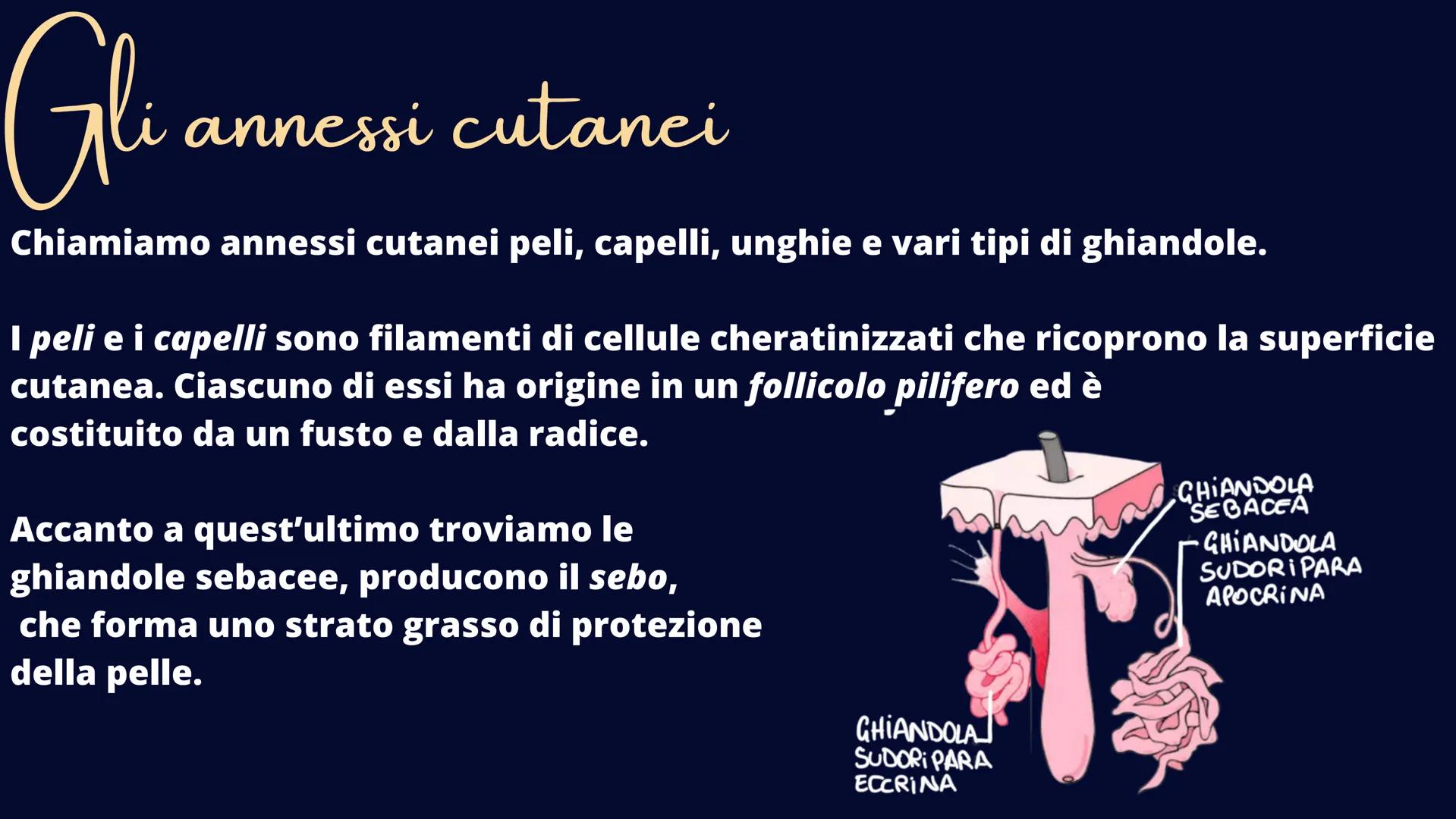 alamy
xn
Ve
alamu
L'Apparato Tegumentaria
La nostra cute Il tessuto epiteliale
Il tessuto epiteliale svolge le funzioni di rivestimento, pro