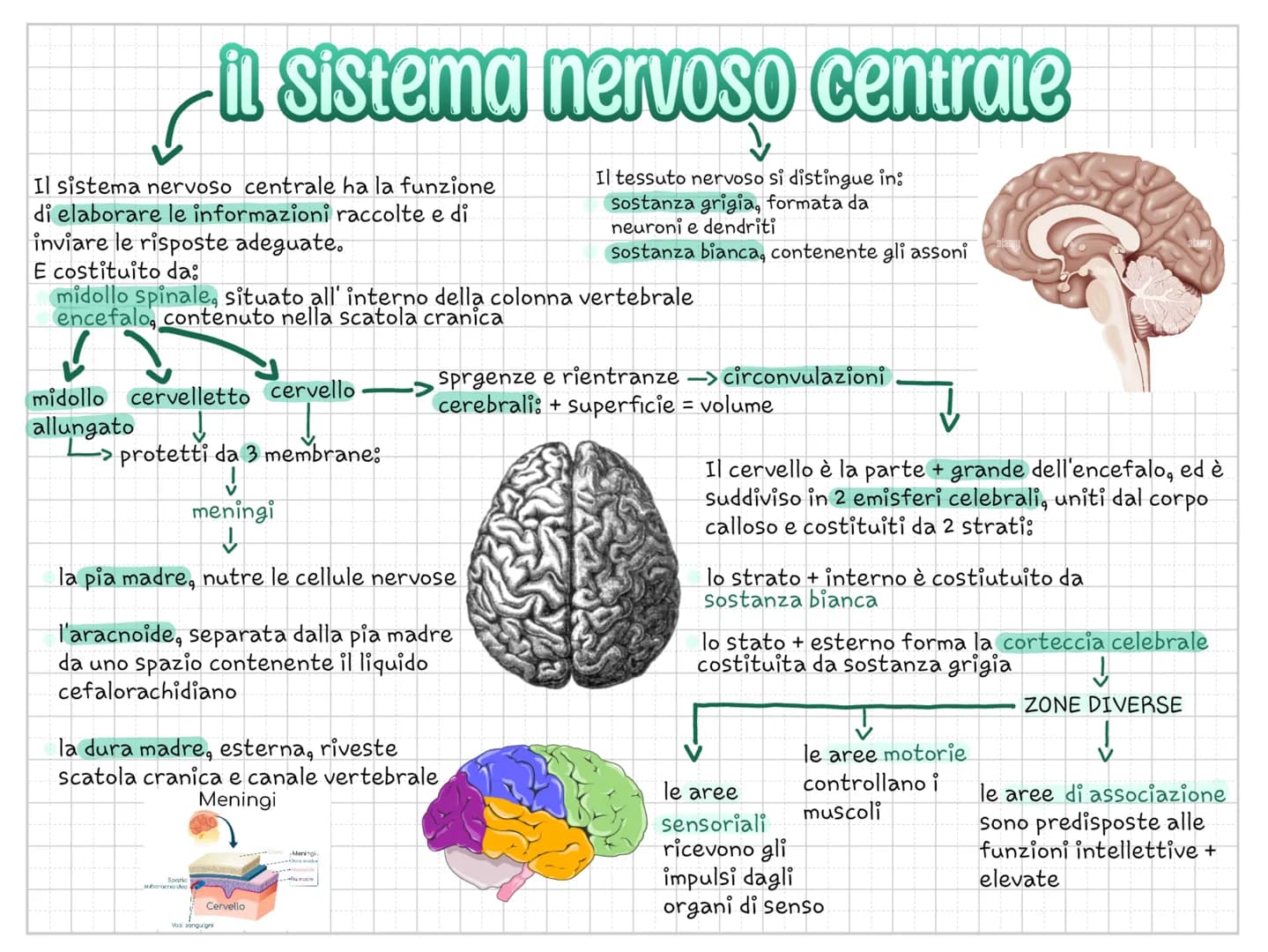 il sistema nervoso centrale
Il tessuto nervoso si distingue in:
sostanza grigia, formata da
neuroni e dendriti
sostanza bianca, contenente g