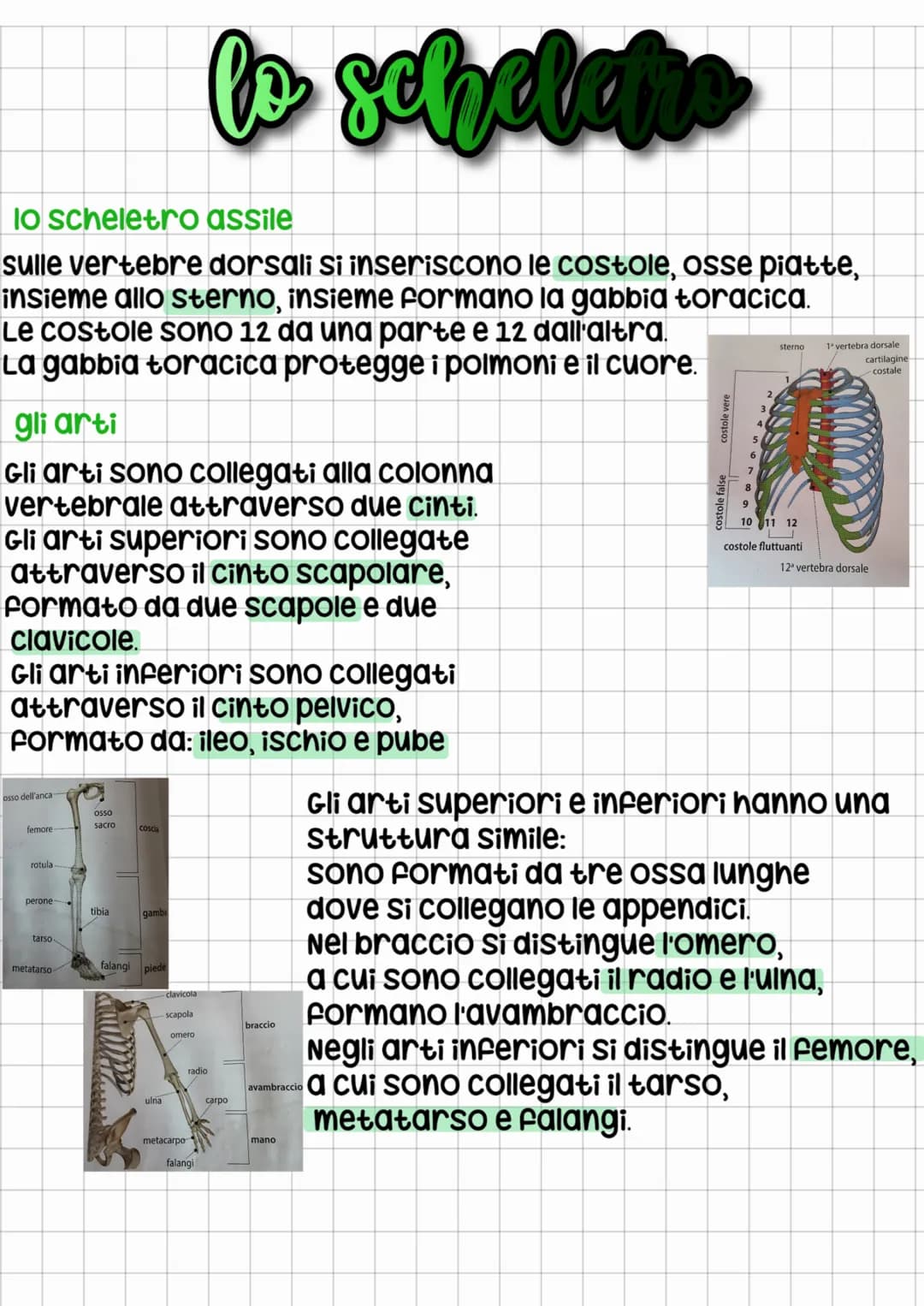 lo scheletro assile
sulle vertebre dorsali si inseriscono le costole, osse piatte,
insieme allo sterno, insieme formano la gabbia toracica.
