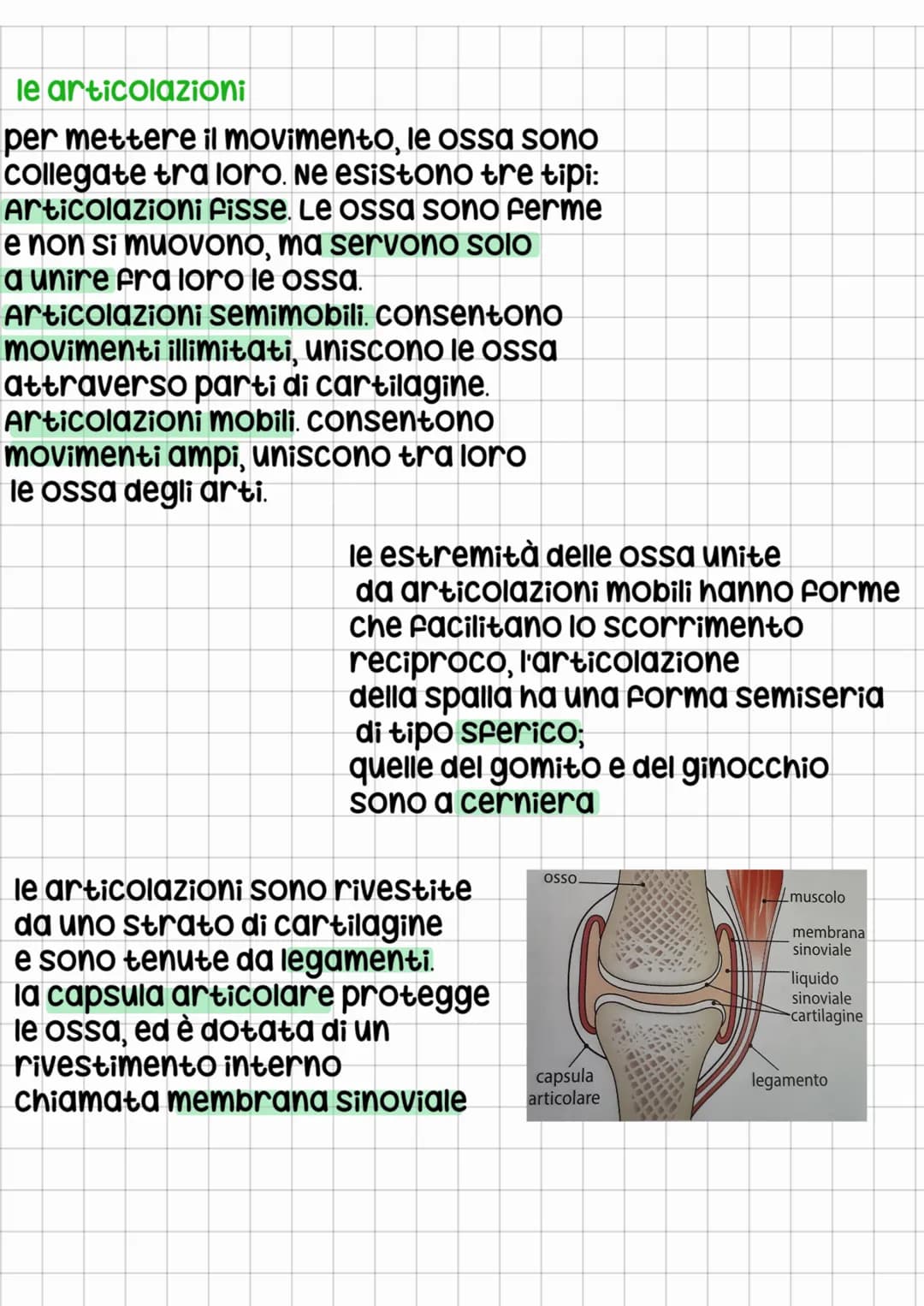 lo scheletro assile
sulle vertebre dorsali si inseriscono le costole, osse piatte,
insieme allo sterno, insieme formano la gabbia toracica.
