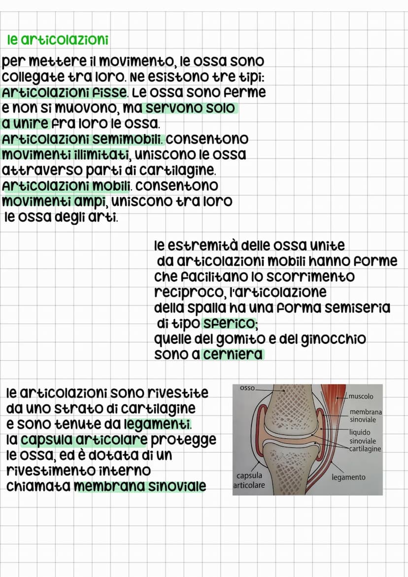 lo scheletro assile
sulle vertebre dorsali si inseriscono le costole, osse piatte,
insieme allo sterno, insieme formano la gabbia toracica.
