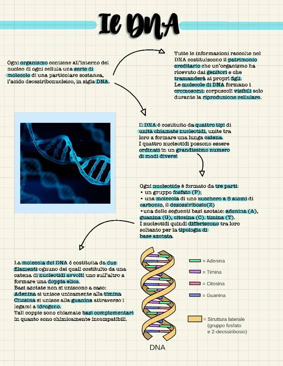il DNA