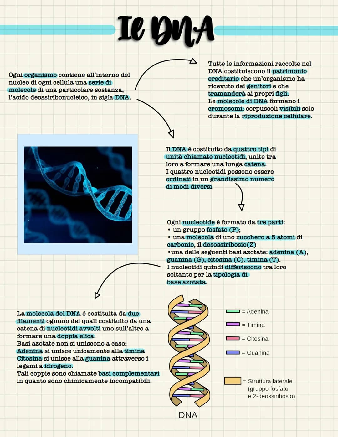 Ie DNA
Ogni organismo contiene all'interno del
nucleo di ogni cellula una serie di
molecole di una particolare sostanza,
l'acido deossiribon