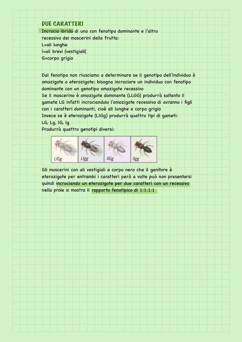 Leggi di Mendel
Mendel per studiare l'ereditarietà utilizza la
fecondazione incrociata, scelse le linee pure
che differivano per un unico ca