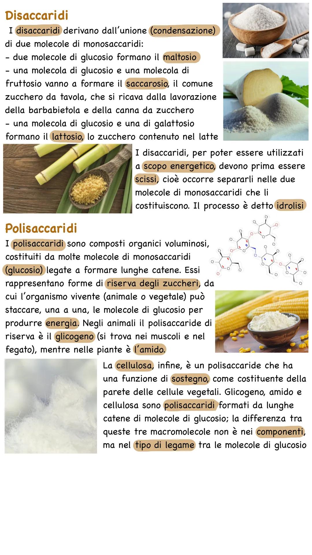 Gli zuccheri o glucidi
Gli zuccheri o glucidi, chiamati
anche carboidrati, sono composti
organici formati da atomi di
carbonio, di idrogeno 